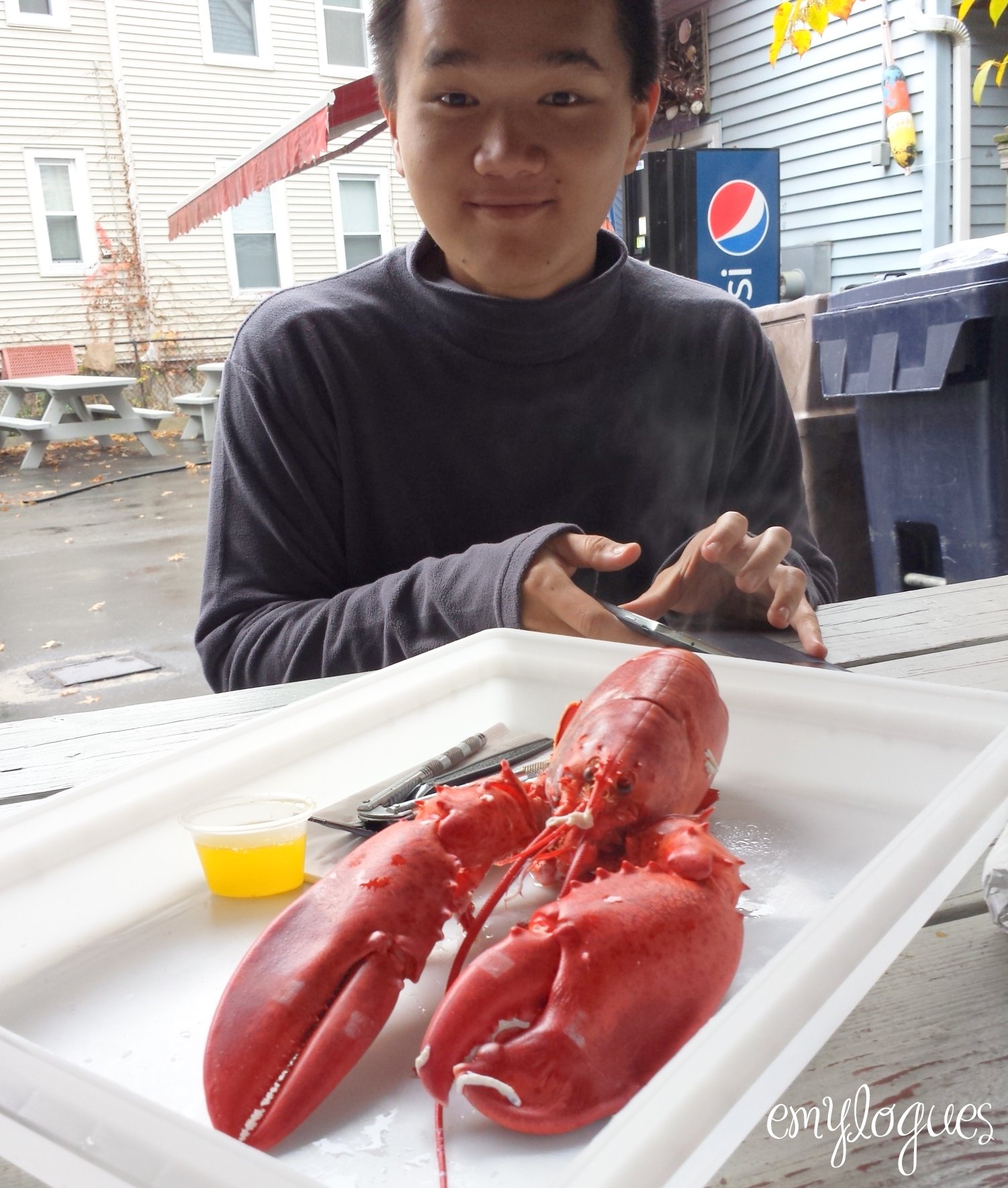 Boston Eats Alive And Kicking Lobsters Cambridge Emylogues